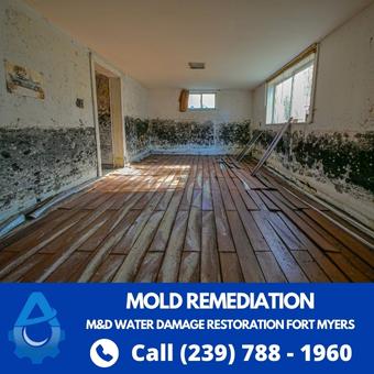 Black Mold Removal