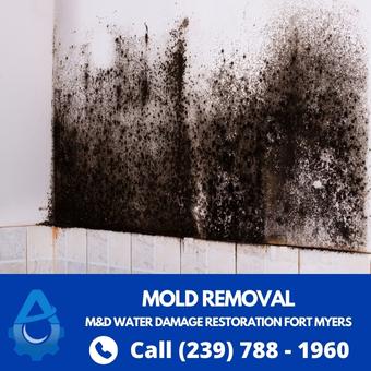 Black Mold Removal